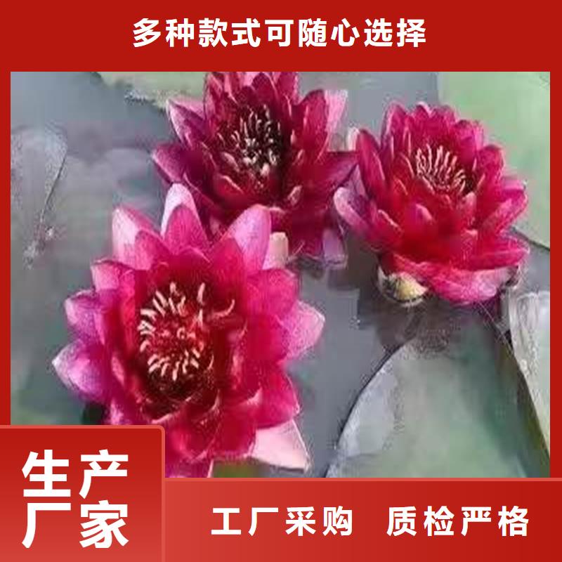 有現(xiàn)貨的全年荷花苗供貨商