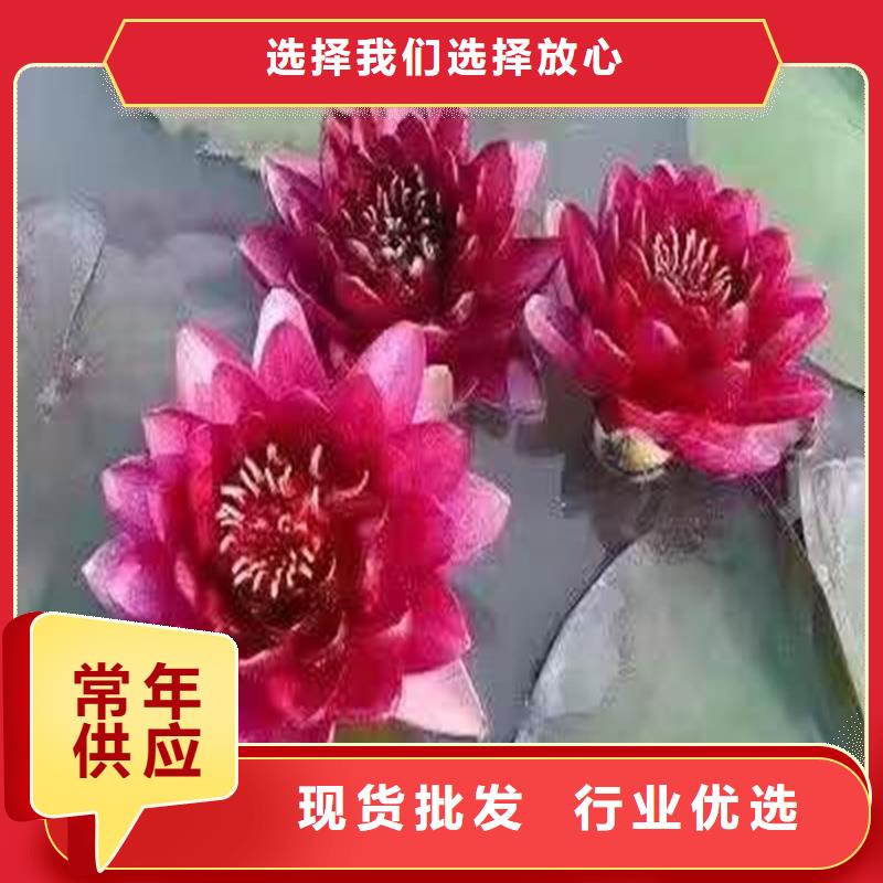 大型荷花苗-大型荷花苗價(jià)廉