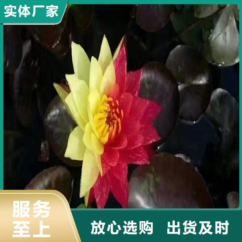 生產(chǎn)微型荷花苗廠家-可定制