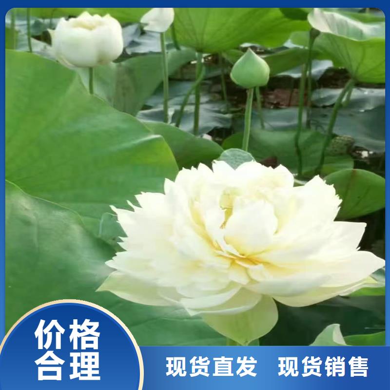 食用荷花苗-食用荷花苗供應(yīng)