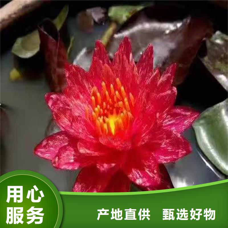 質(zhì)優(yōu)價廉的水生植物種苗銷售廠家
