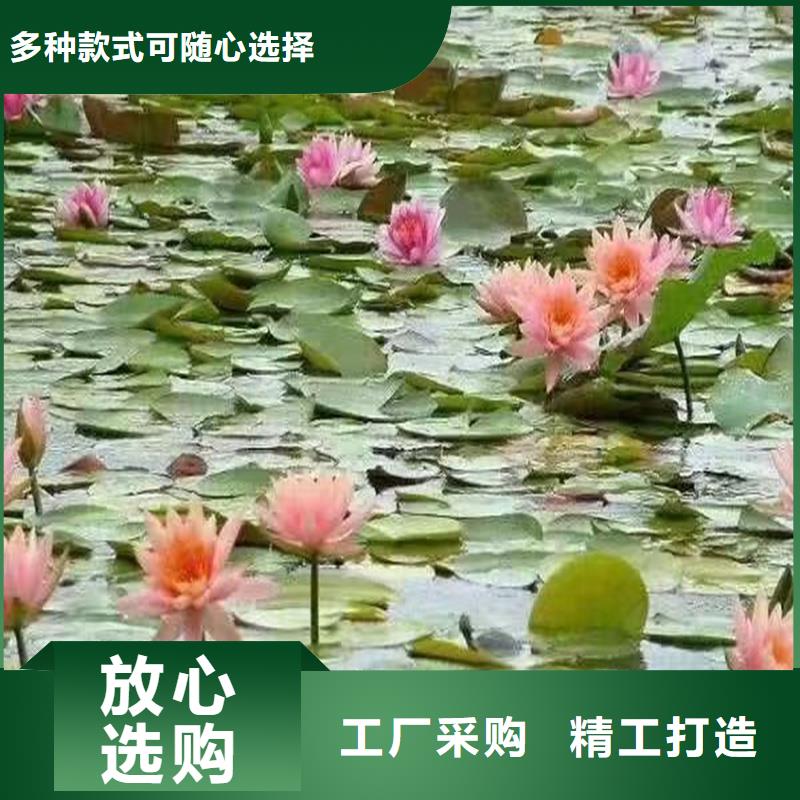 耐寒荷花苗批發(fā)-制作精良