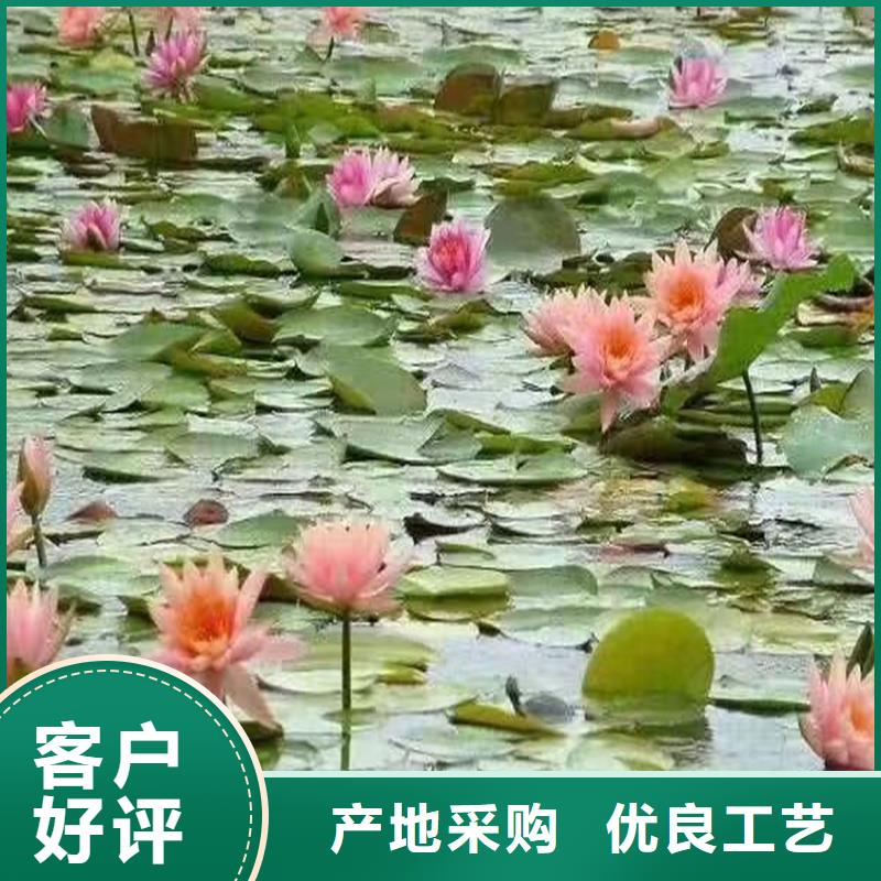 荷花苗,重瓣荷花苗嚴(yán)謹(jǐn)工藝