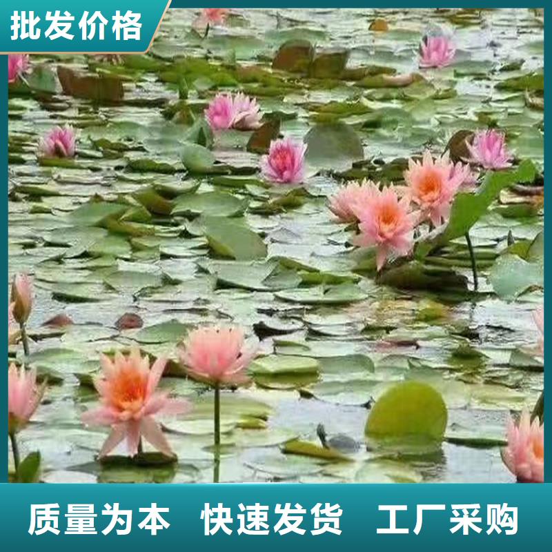 生產(chǎn)微型荷花苗廠家-可定制