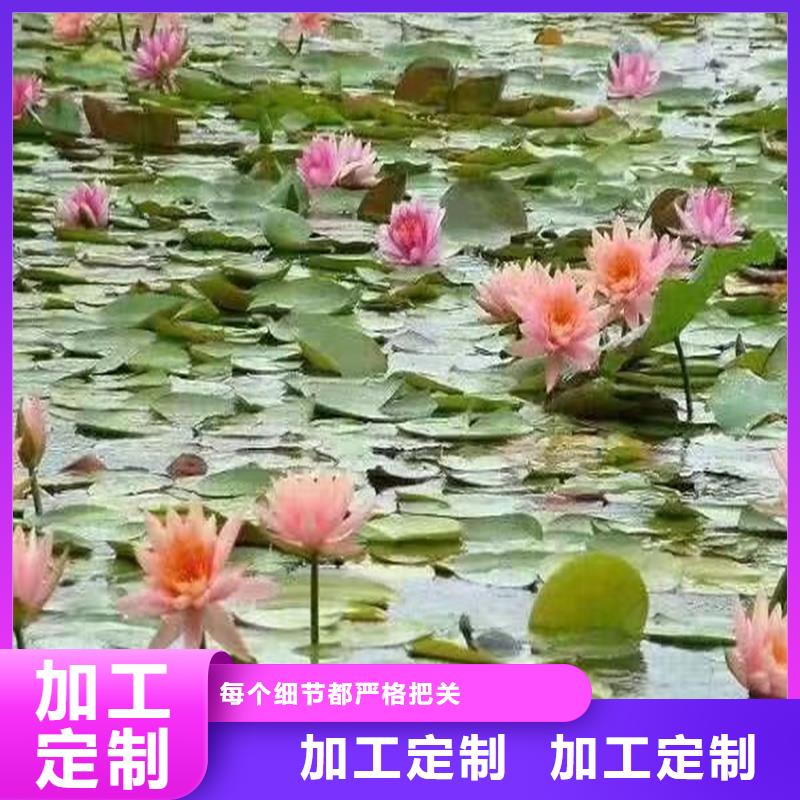 優(yōu)惠的稀有荷花苗廠家