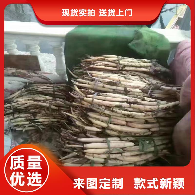 荷花苗零售備貨充足