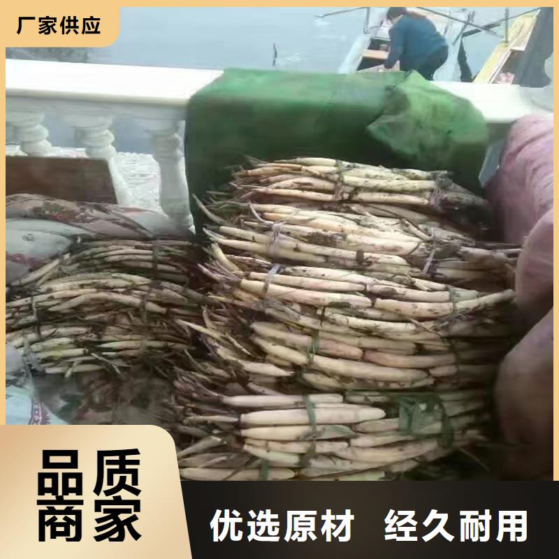 荷花苗_荷花應(yīng)用廣泛