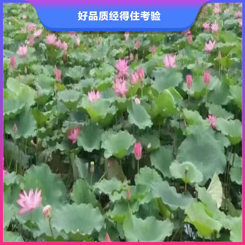 荷花苗藕苗就近發(fā)貨