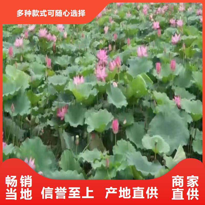 常年供應(yīng)花香濃荷花苗-省心