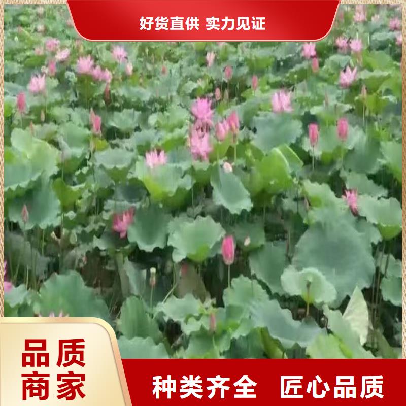 有現(xiàn)貨的色系全荷花苗銷售廠家