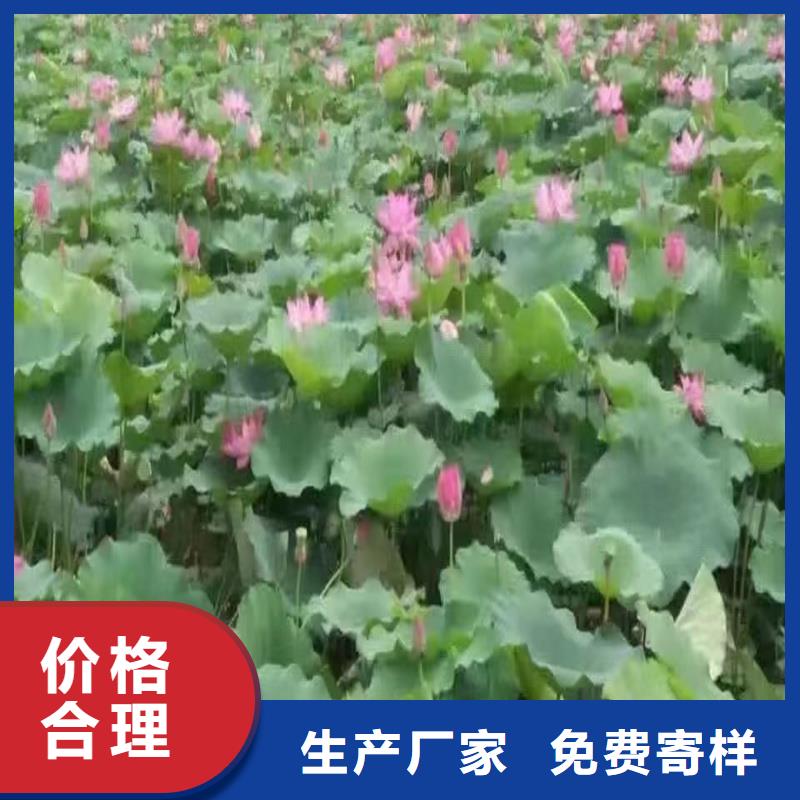 重瓣荷花苗-聯(lián)系方式