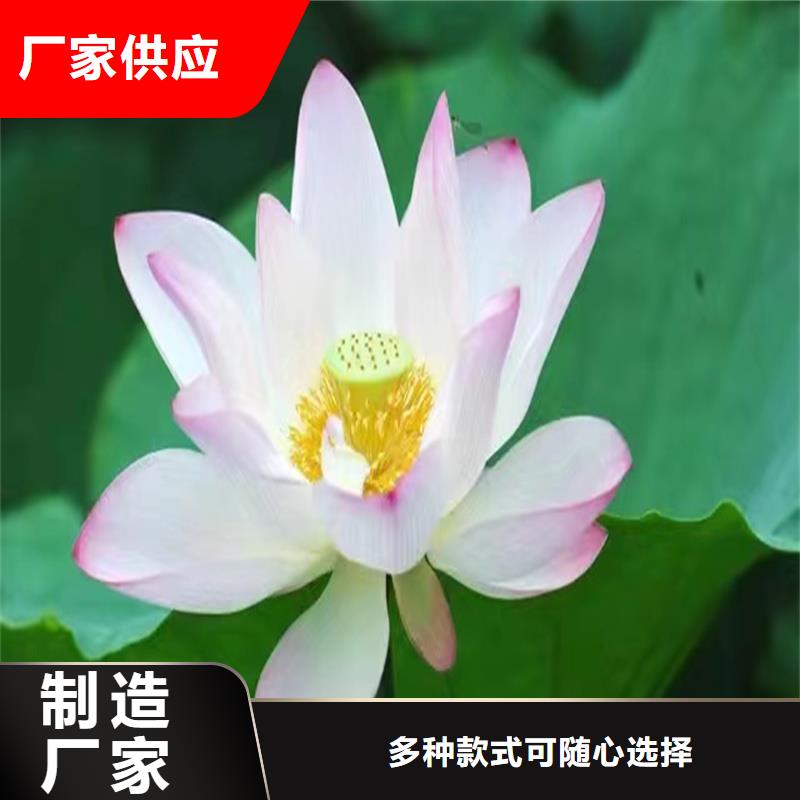 生產(chǎn)實(shí)惠荷花苗的生產(chǎn)廠家