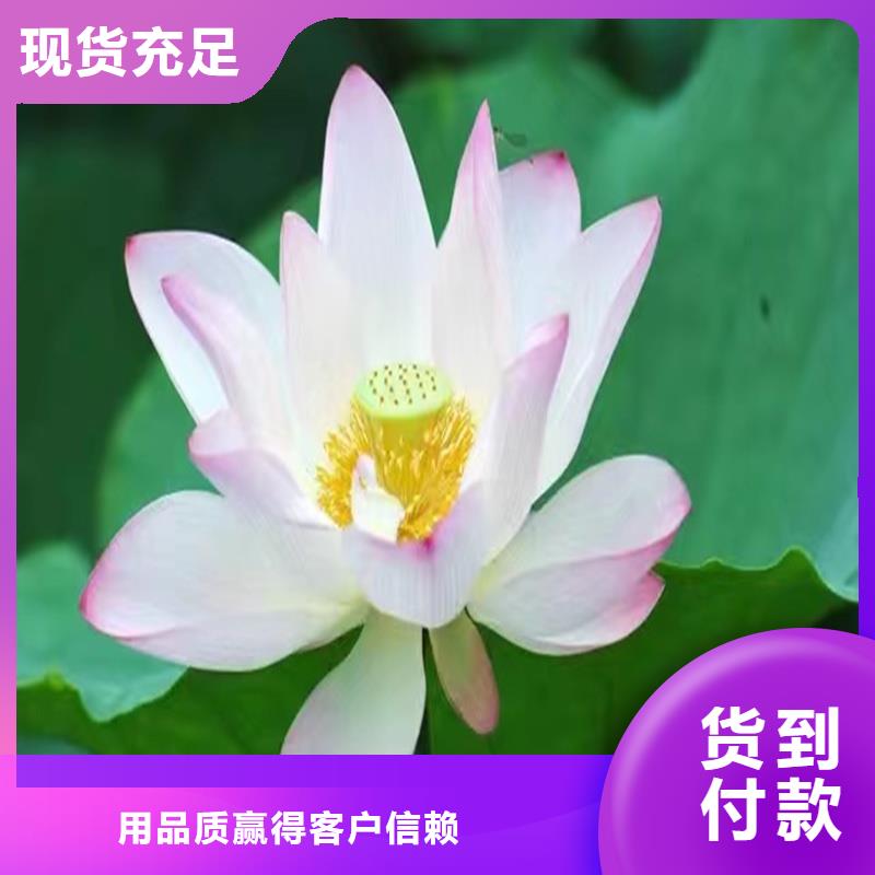 可定制的優(yōu)質(zhì)荷花苗實(shí)體廠家