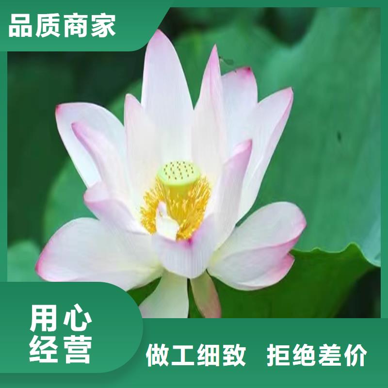 專注根系發(fā)達(dá)荷花苗銷售