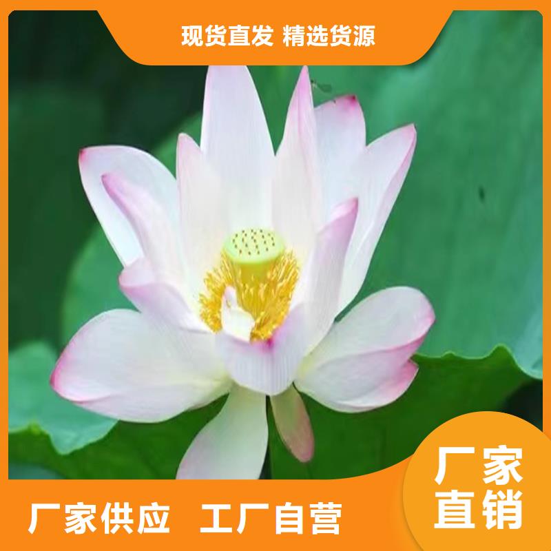 批發(fā)食用荷花苗_誠(chéng)信企業(yè)