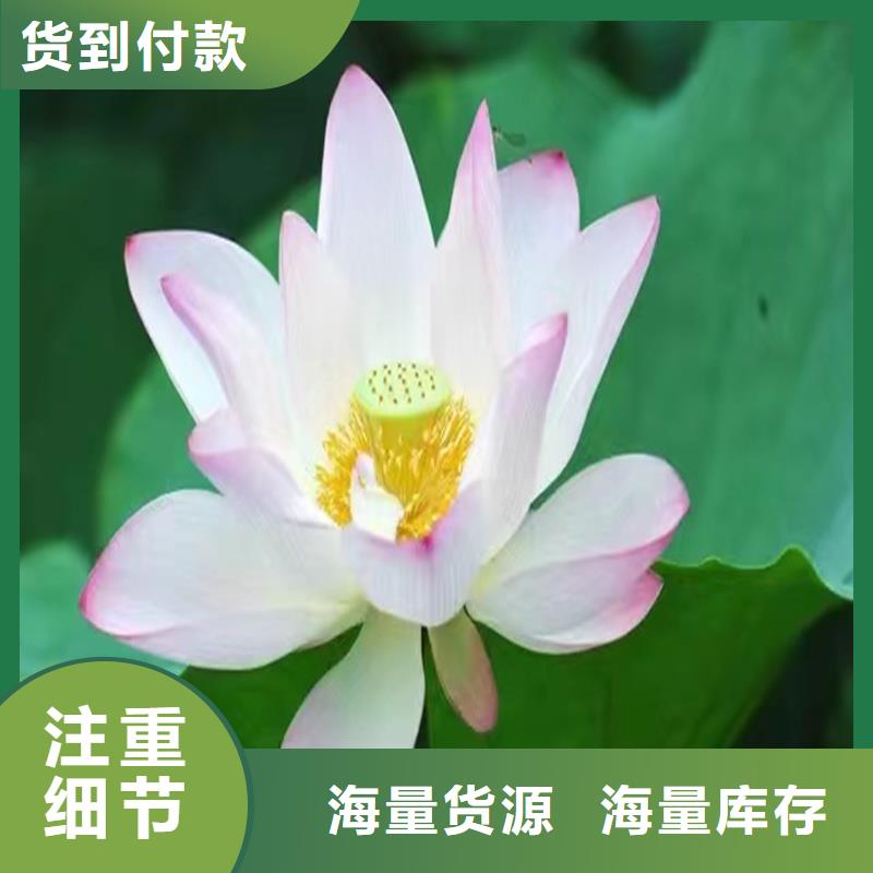質(zhì)優(yōu)價廉的水生植物種苗銷售廠家
