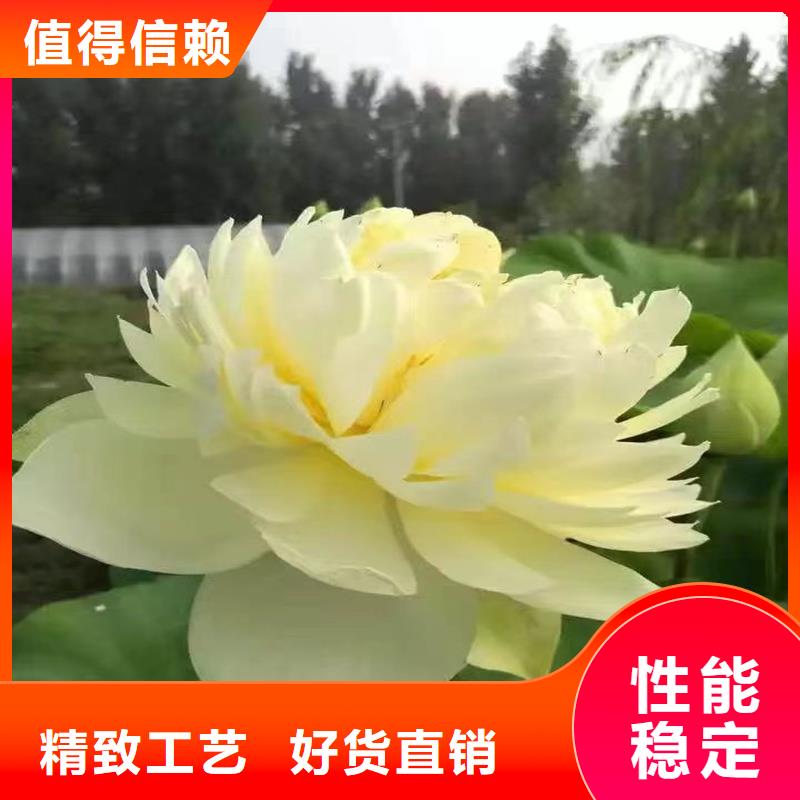 質(zhì)量?jī)?yōu)的經(jīng)濟(jì)型荷花苗現(xiàn)貨廠家