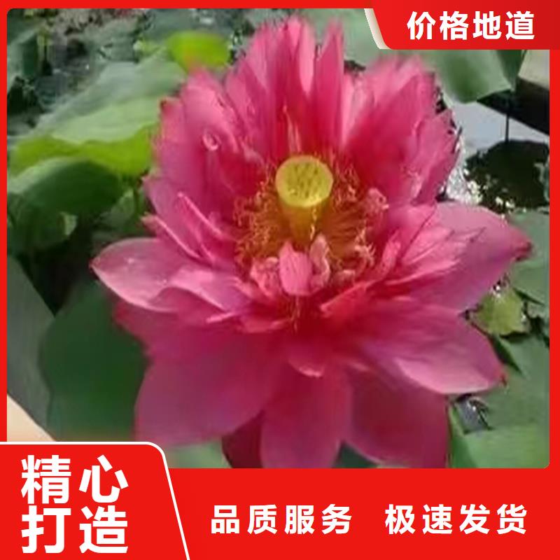 :花期長荷花苗廠家