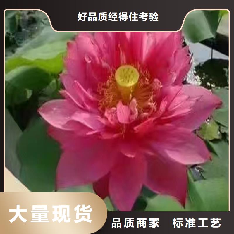 荷花苗零售備貨充足