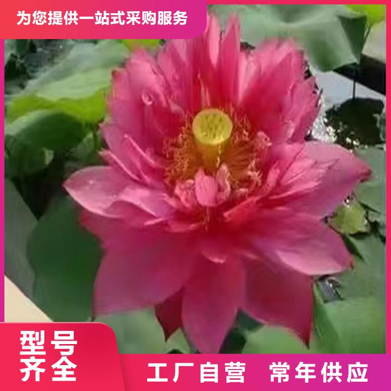 專注根系發(fā)達(dá)荷花苗銷售