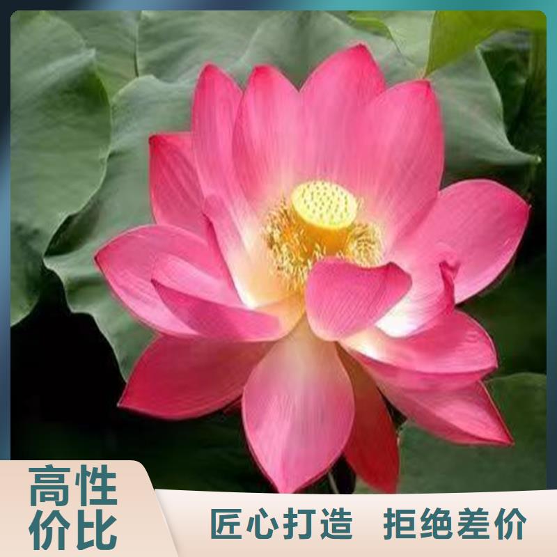 荷花苗技術(shù)指導(dǎo)優(yōu)質(zhì)售后
