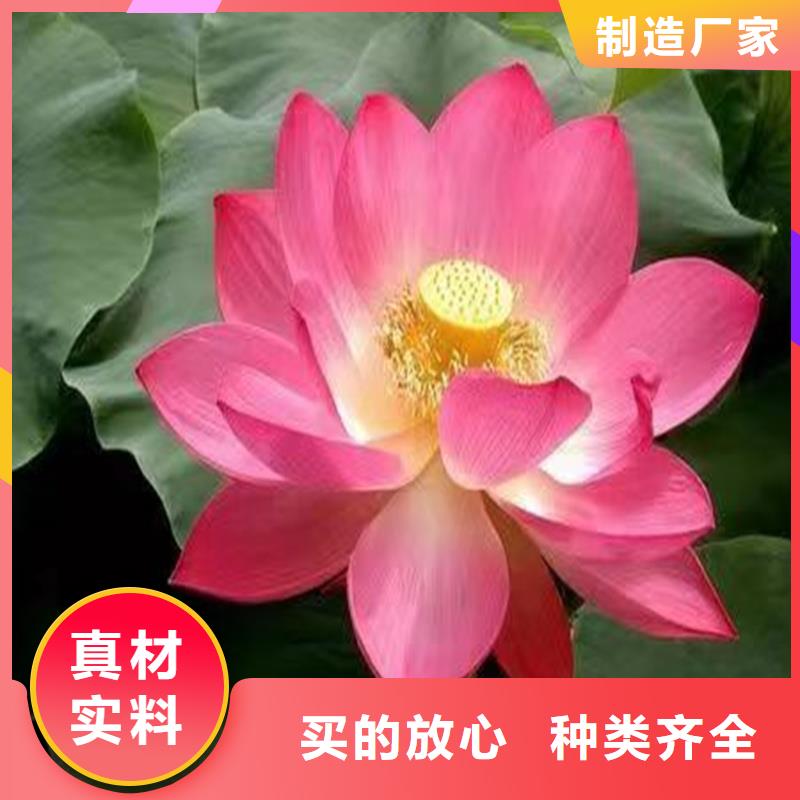 專業(yè)銷售無病蟲害荷花苗-保質(zhì)