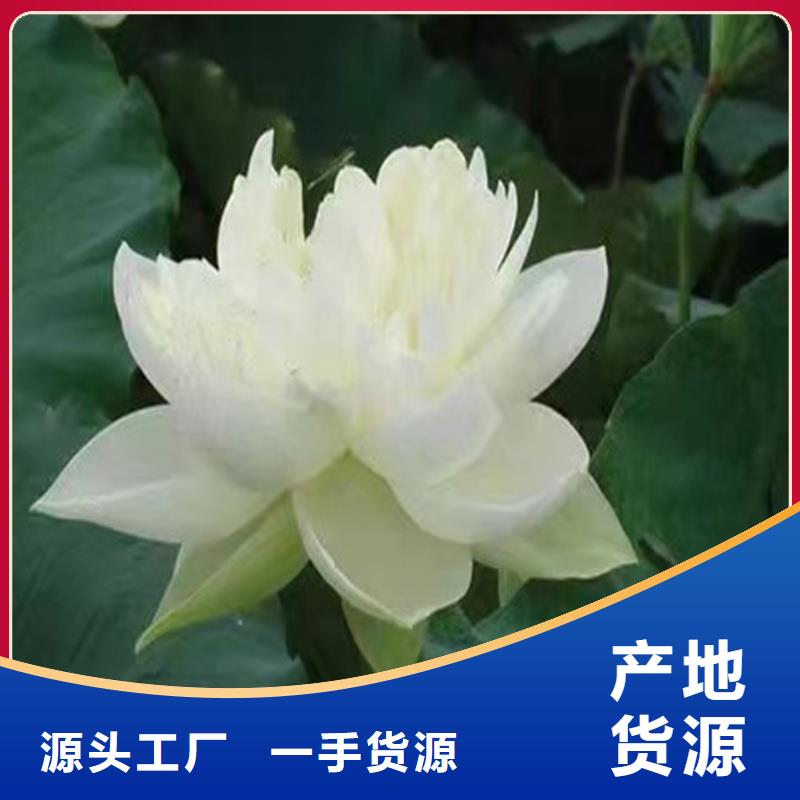 耐寒荷花苗批發(fā)-制作精良