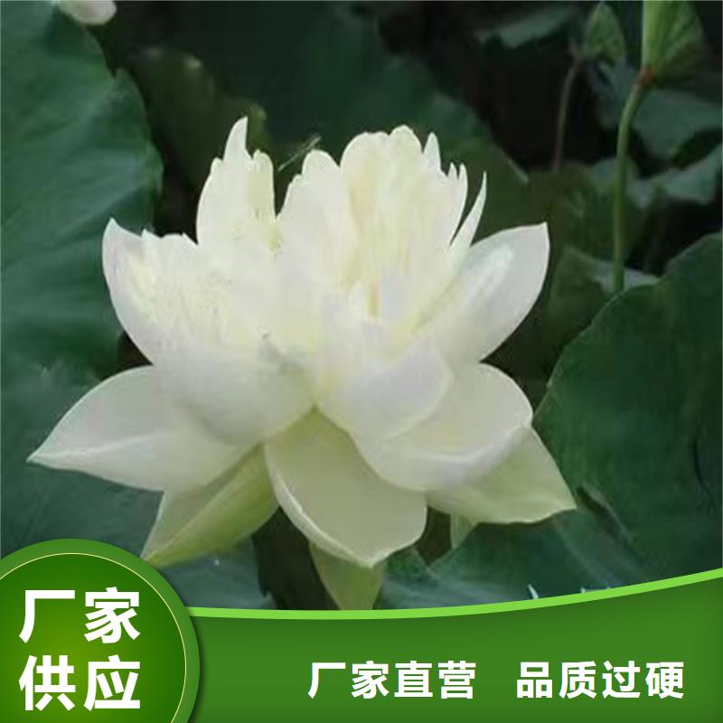 專業(yè)銷售微型荷花苗-大型廠家