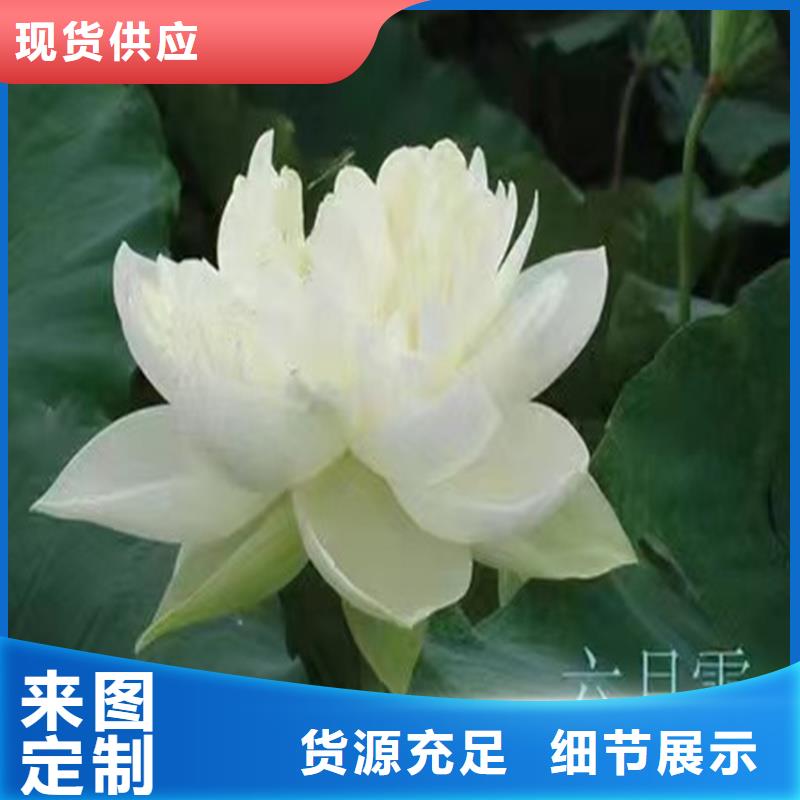 耐寒荷花苗批發(fā)-制作精良