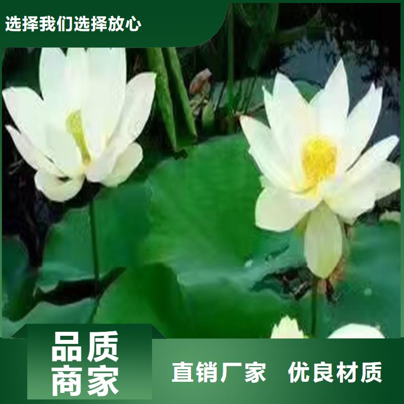 生產(chǎn)微型荷花苗廠家-可定制