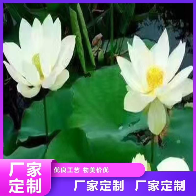 荷花苗零售備貨充足