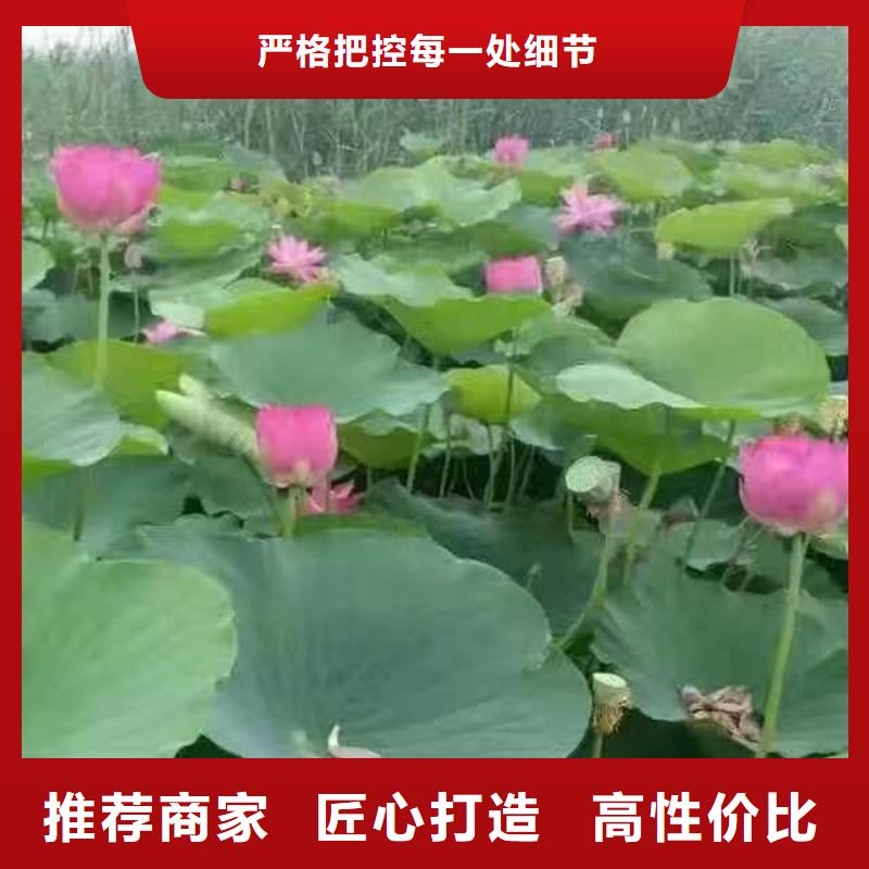 荷花苗荷花來圖定制