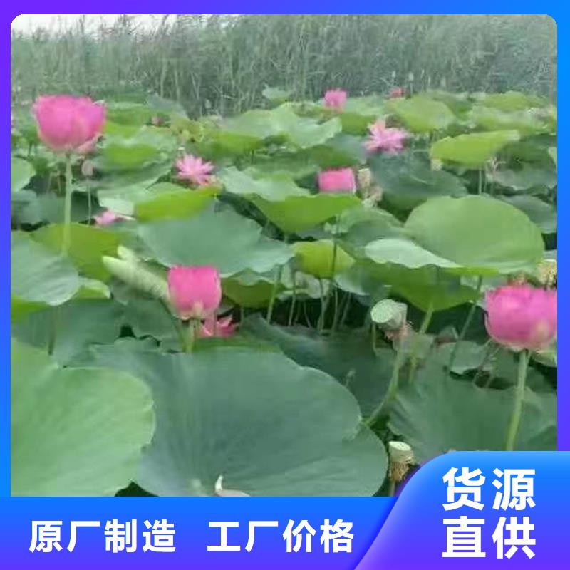 食用荷花苗-食用荷花苗供應(yīng)
