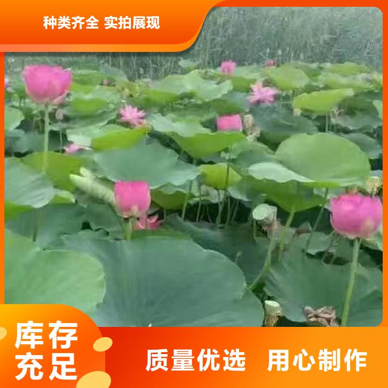 規(guī)格全的適應(yīng)廣荷花苗供貨商