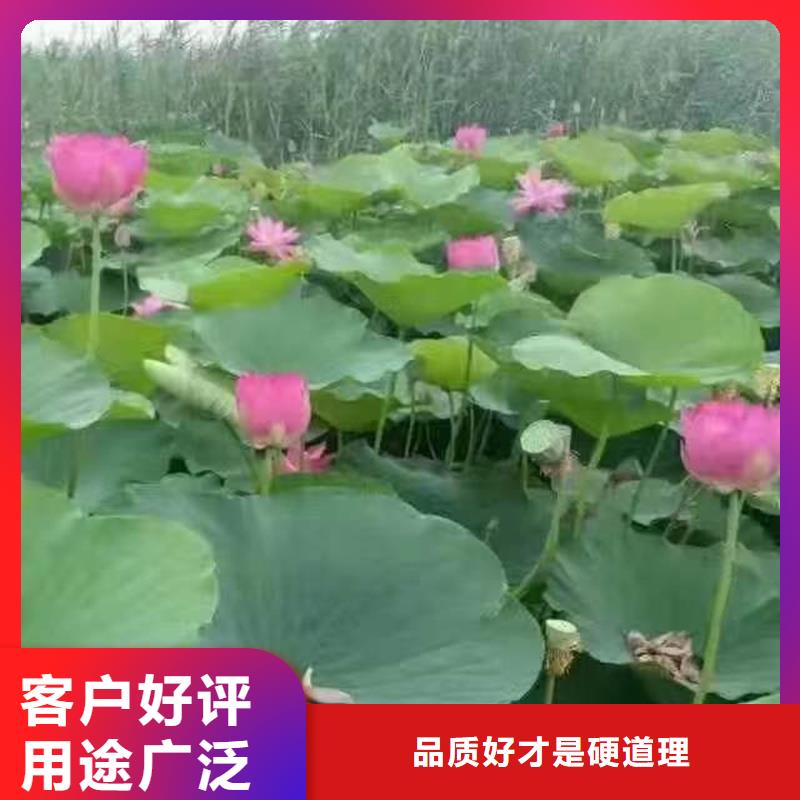 荷花苗_白色荷花苗歡迎新老客戶垂詢