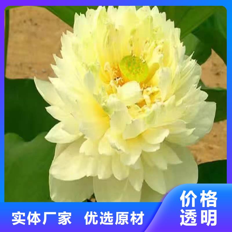 專業(yè)銷售微型荷花苗-大型廠家