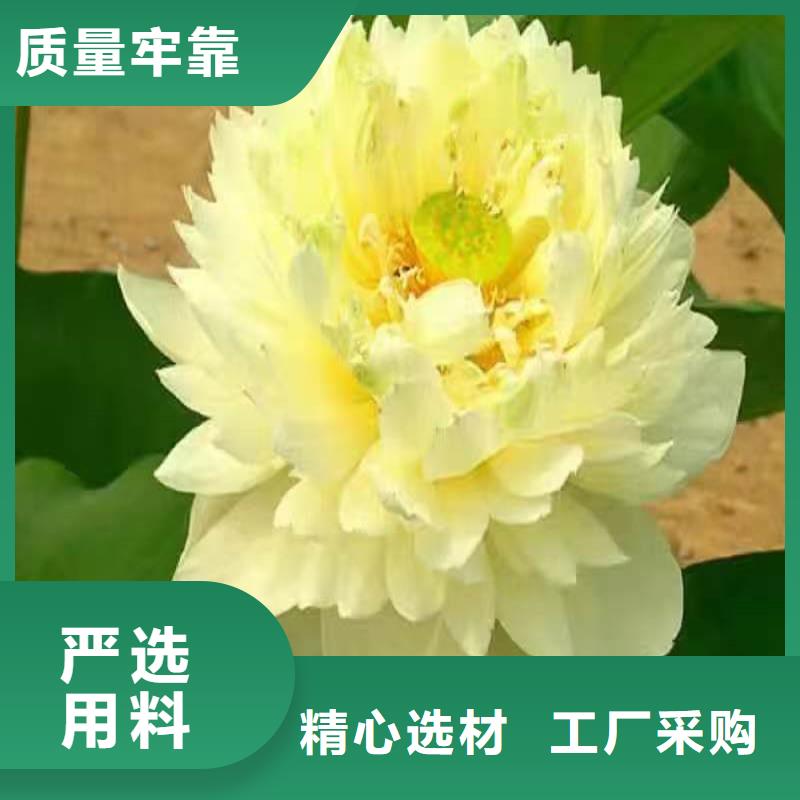 生產(chǎn)微型荷花苗廠(chǎng)家-可定制