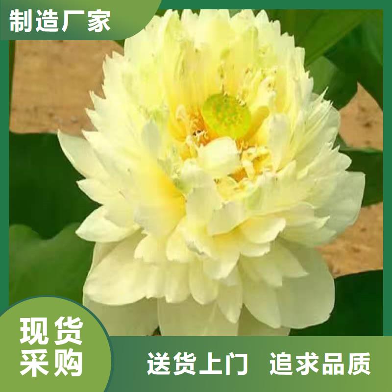 重瓣荷花苗-聯(lián)系方式