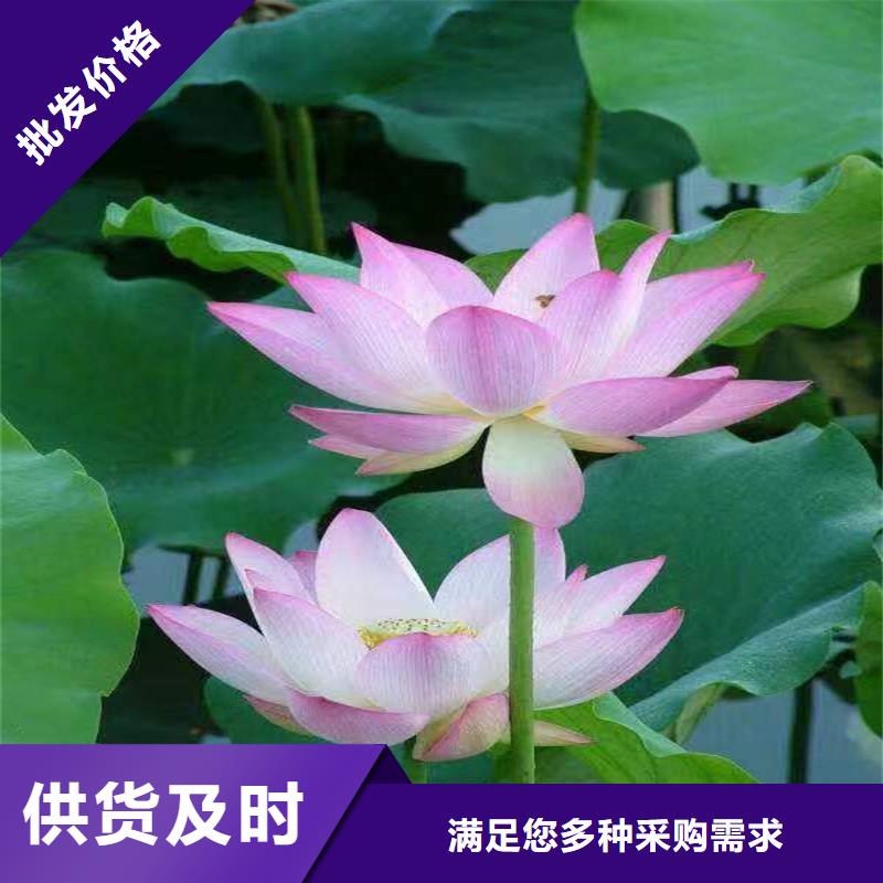 專注根系發(fā)達(dá)荷花苗銷售