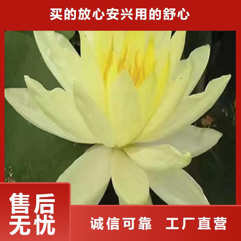 荷花苗-大型荷花苗高性價(jià)比