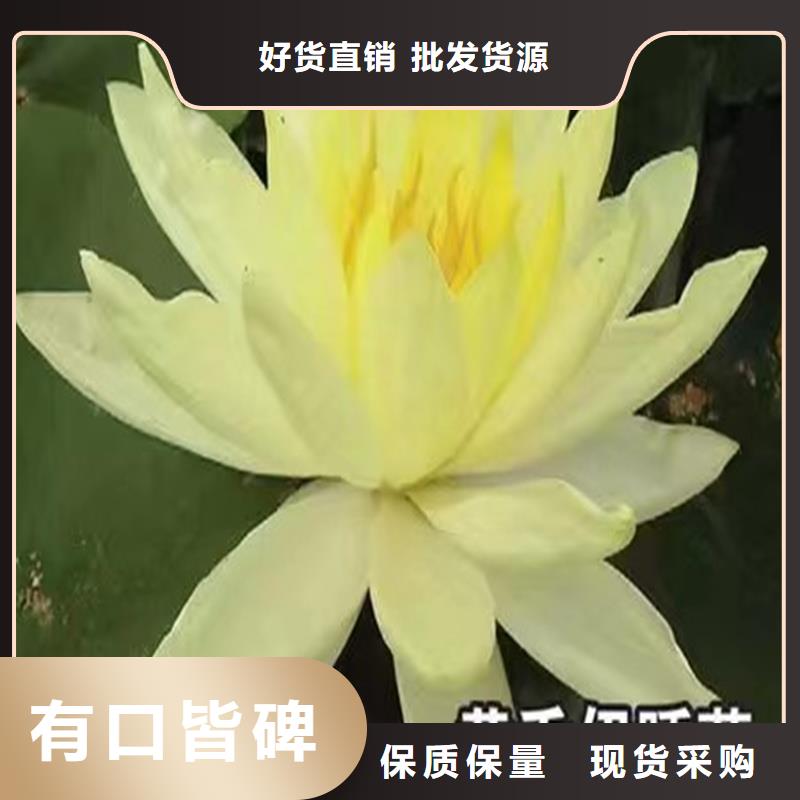質(zhì)優(yōu)價廉的水生植物種苗銷售廠家