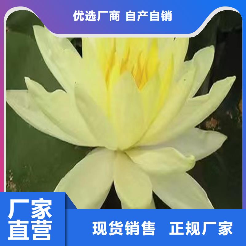 甄選:初夏荷花苗生產(chǎn)廠家