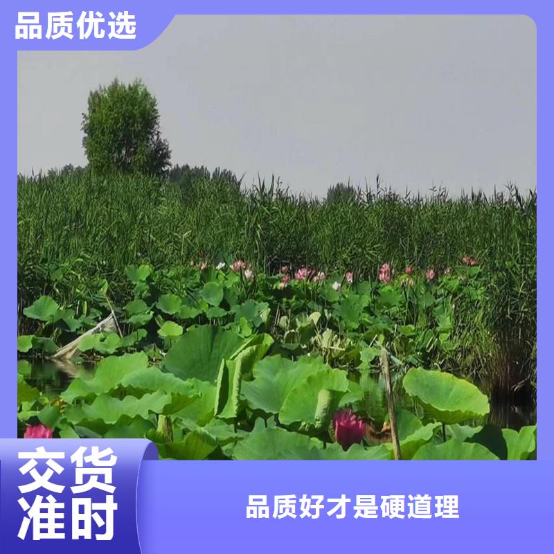 觀賞荷花苗優(yōu)質(zhì)源頭廠家