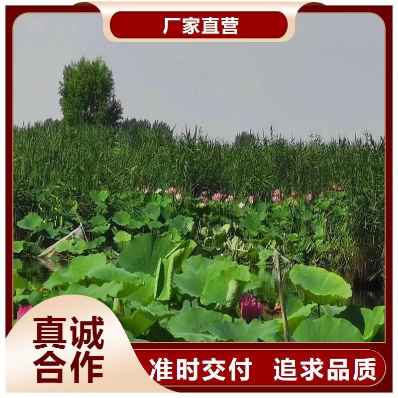 荷花苗零售備貨充足