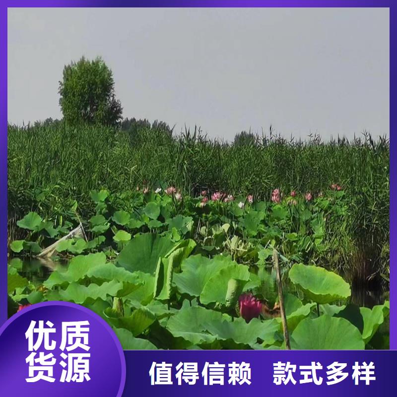 花型美荷花苗現(xiàn)貨定做