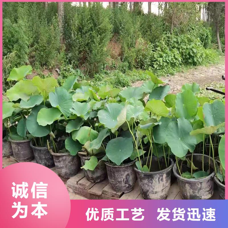 荷花苗大型荷花苗現(xiàn)貨充裕