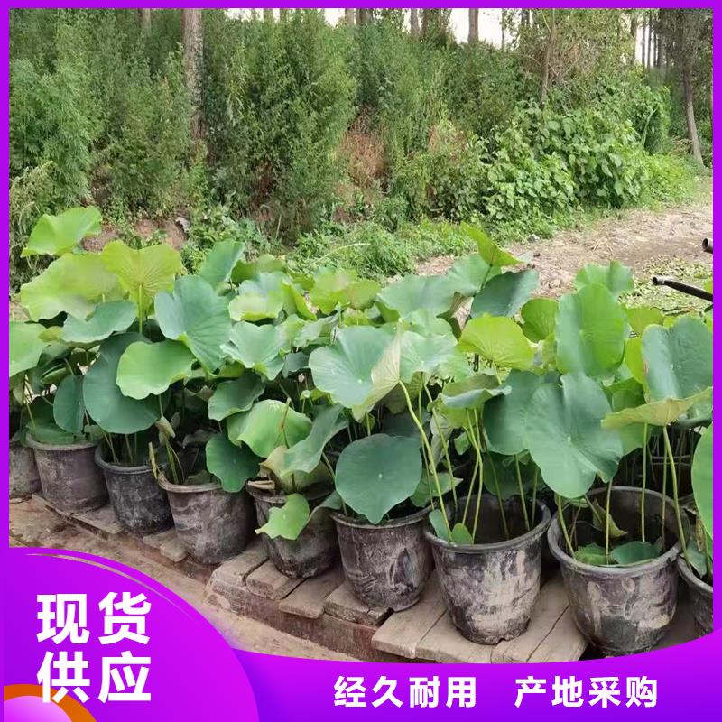 2025發(fā)貨快速#荷花苗長期合作#實體廠家
