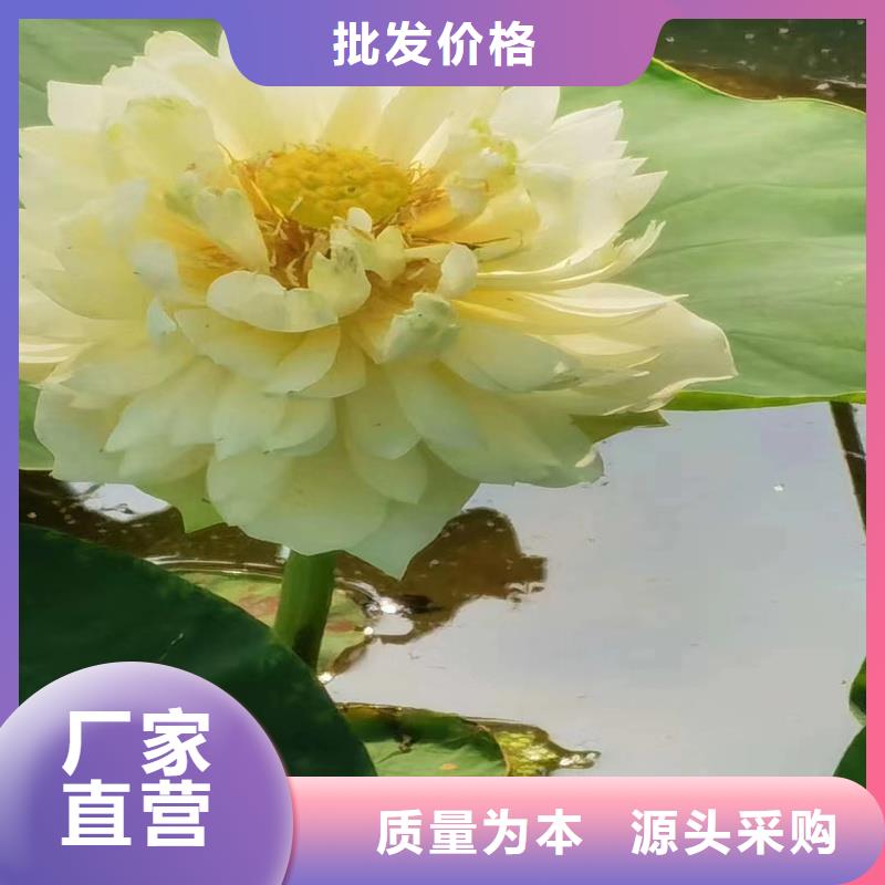 初夏荷花苗非標規(guī)格定做