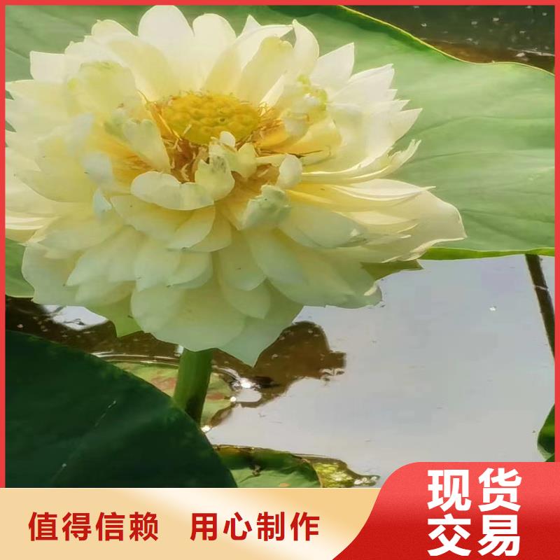 水生植物定制費(fèi)用