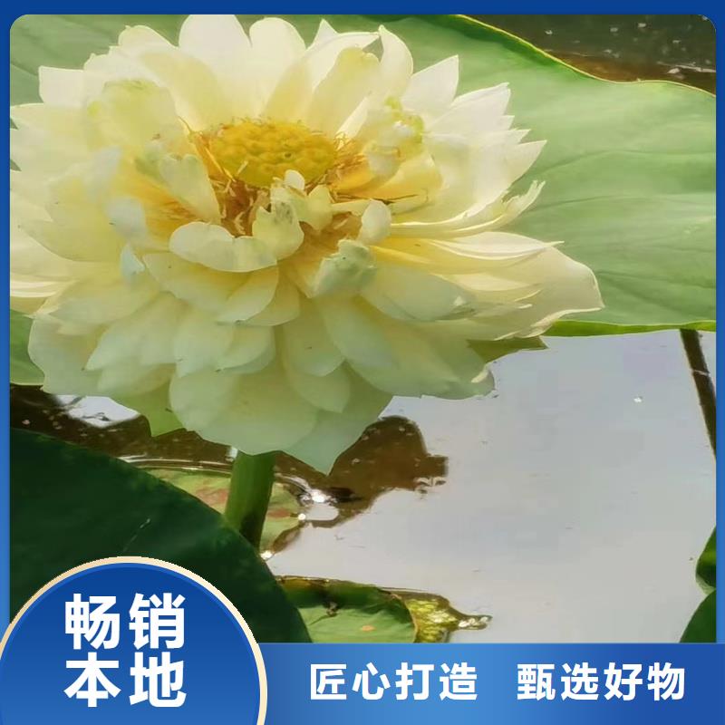 荷花苗零售備貨充足